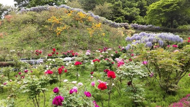 青森県南部町長谷ぼたんまつり