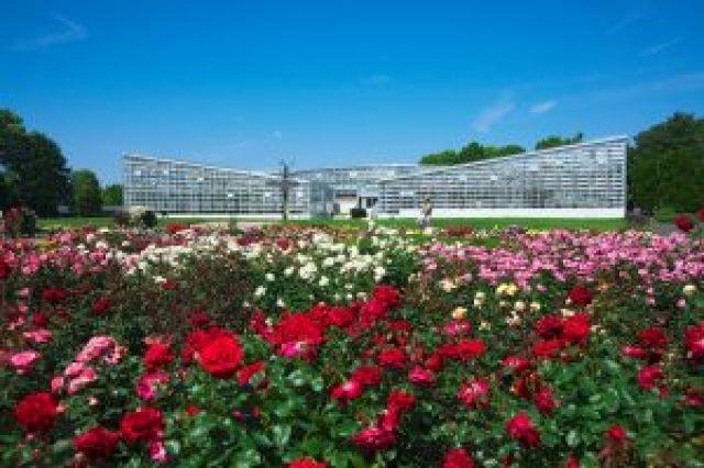 神代植物公園「春のバラフェスタ」