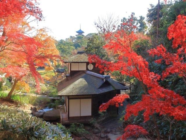 三溪園　紅葉の遊歩道開放