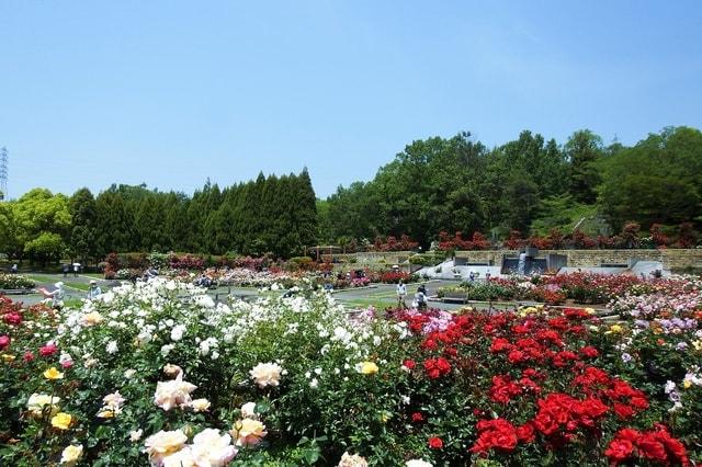 播磨中央公園　春のばらまつり