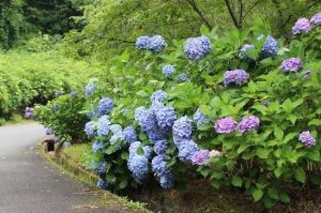 【あじさい・見ごろ】岩倉峡公園