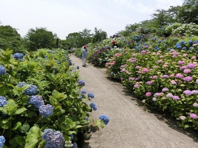 【あじさい・見ごろ】響山公園