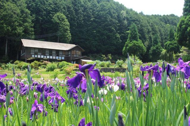 柳生花しょうぶ園　開園