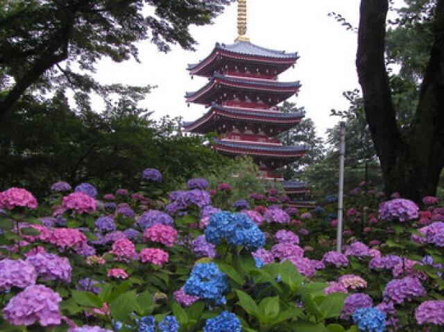 【あじさい・見ごろ】長谷山本土寺