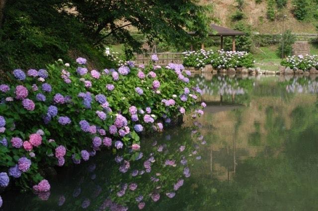 【あじさい・見ごろ】みのかも健康の森