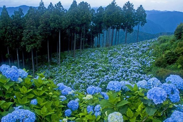 【あじさい・見ごろ】花園あじさい園