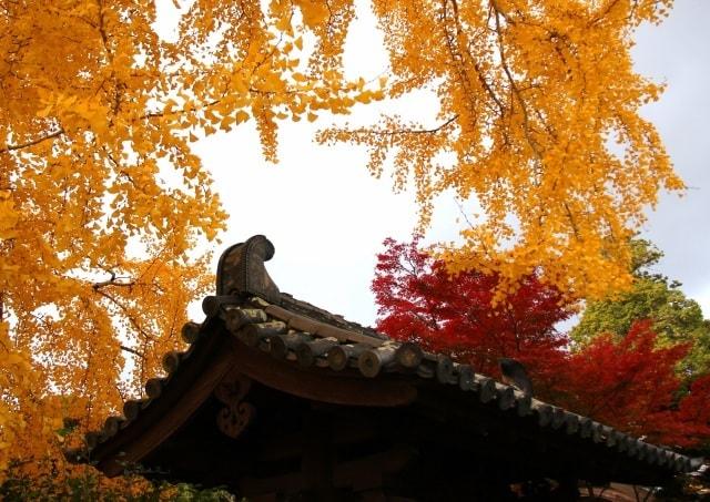 【紅葉・見ごろ】松阪公園（松坂城跡）