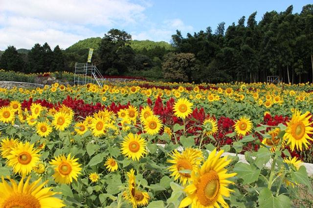 山田ひまわり園 秋に咲くひまわり