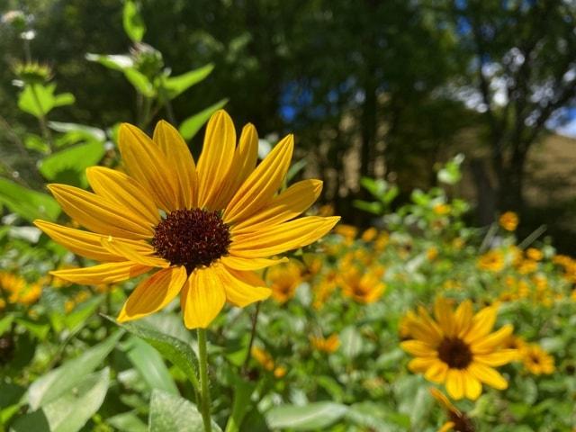 【花・見ごろ】新宿中央公園 ひまわり