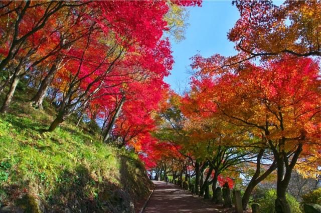 【紅葉・見ごろ】西山公園