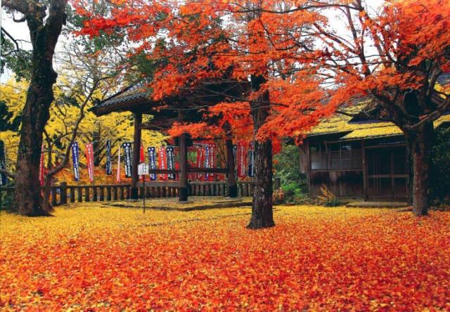 【紅葉・見ごろ】木山寺