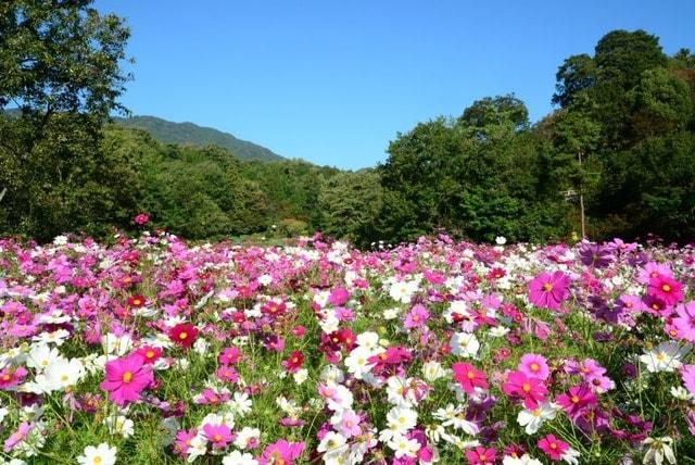 広島市植物公園 コスモスウィーク