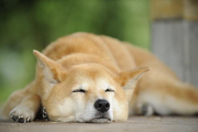 愛犬との暮らし方教室 in 国営越後丘陵公園　秋