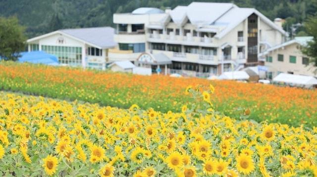 ほおのき平天空のひまわり園