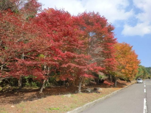 【紅葉・見ごろ】野呂山