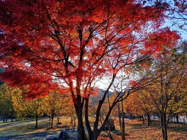 【紅葉・見ごろ】西屋緑地