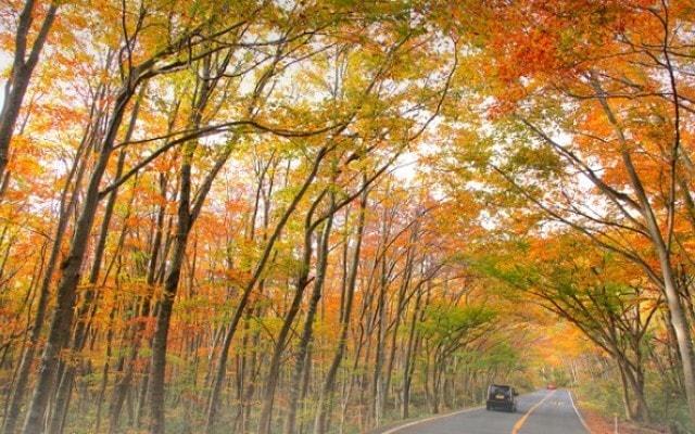 【紅葉・見ごろ】奥大山ブナのトンネル