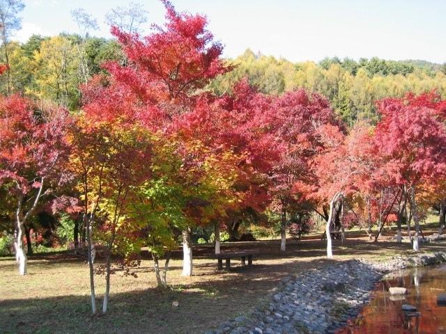 【紅葉・見ごろ】出早公園