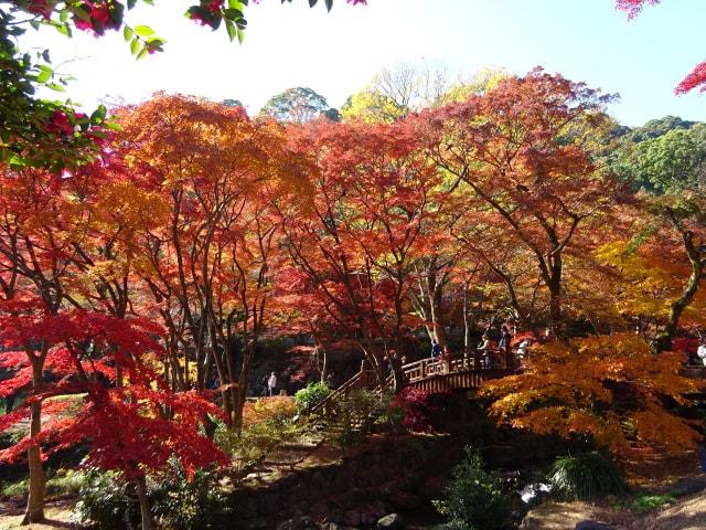 熱海梅園もみじまつり