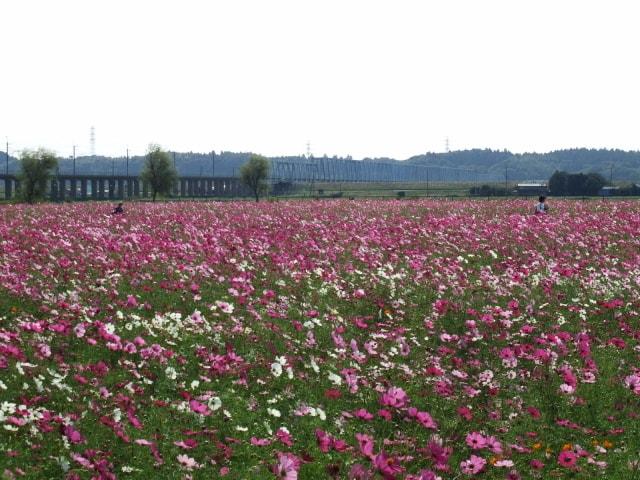 第20回与田浦コスモスまつり