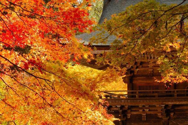 大矢田神社もみじ谷