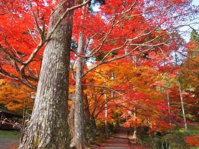 【紅葉・見ごろ】龍穏寺