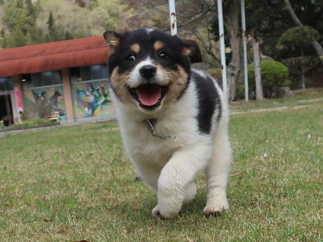 広島県動物愛護センター 犬の譲渡前講習会（9月）