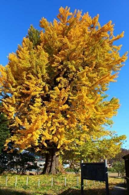 【紅葉・見ごろ】遍照寺の大イチョウ