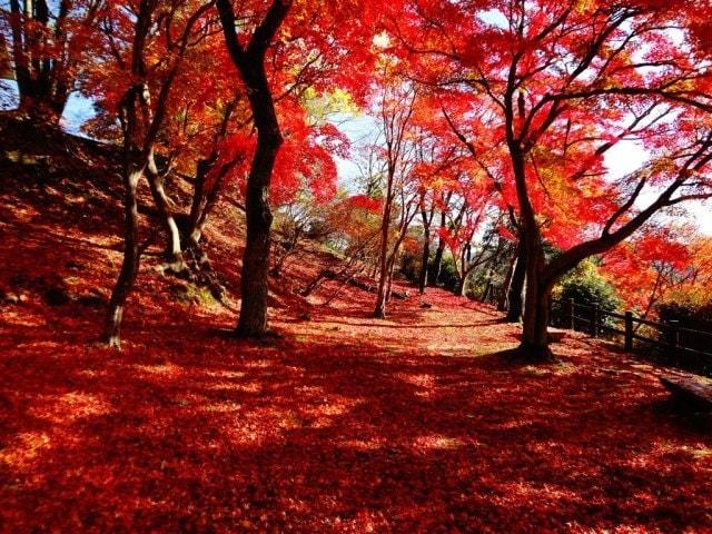 【紅葉・見ごろ】尾関山公園