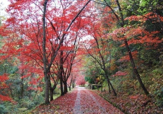 【紅葉・見ごろ】いこいの森