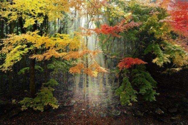 【紅葉・見ごろ】舟志のもみじ街道