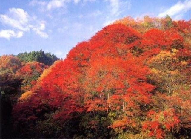 【紅葉・見ごろ】養老渓谷・筒森もみじ谷