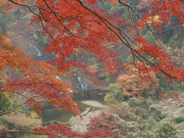 【紅葉・見ごろ】養老渓谷・粟又の滝