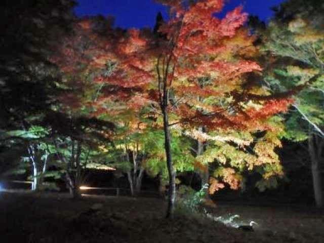 【紅葉・見ごろ】市民の森不習岳（ならわずだけ）