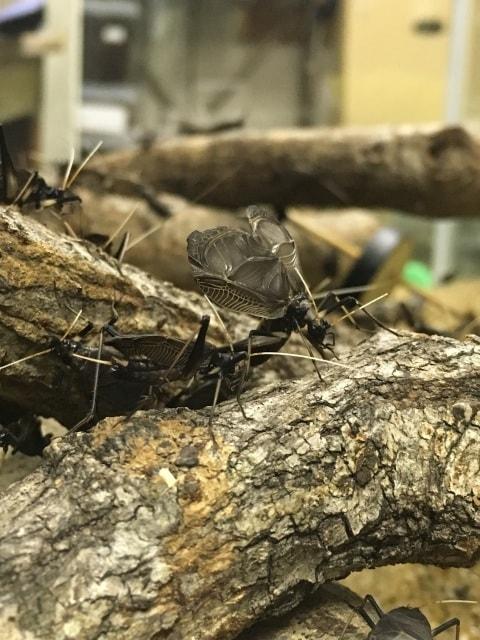 日本の昆虫展