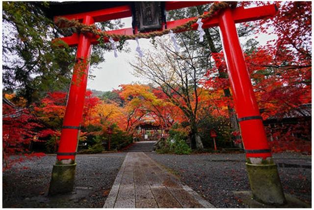 【紅葉・見ごろ】鍬山神社