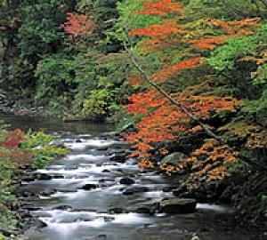 【紅葉・見ごろ】照葉峡