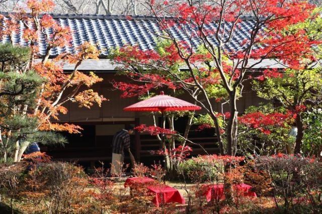 【紅葉・見ごろ】佐倉城址公園