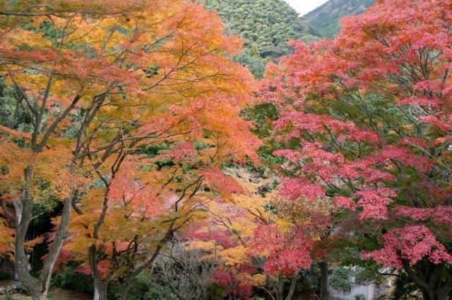 【紅葉・見ごろ】丸山公園