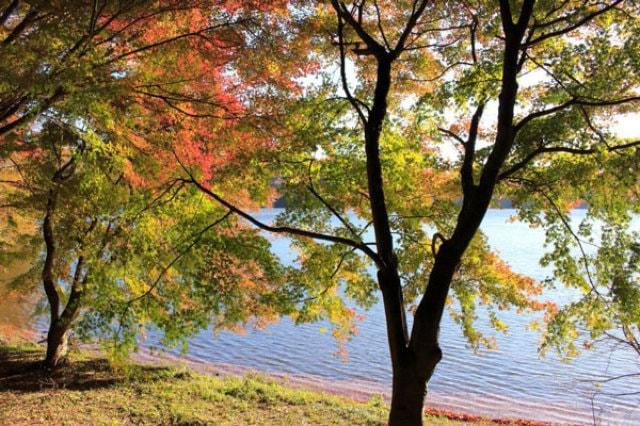 【紅葉・見ごろ】一碧湖