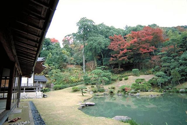 【紅葉・見ごろ】観音院庭園