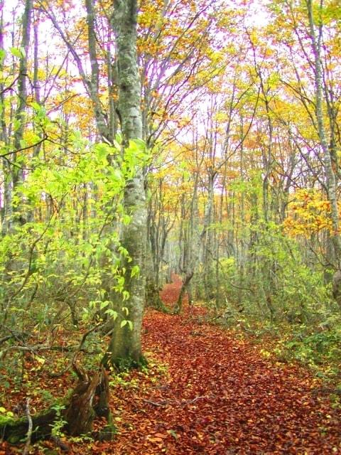 扇ノ山紅葉登山（大根収穫体験）