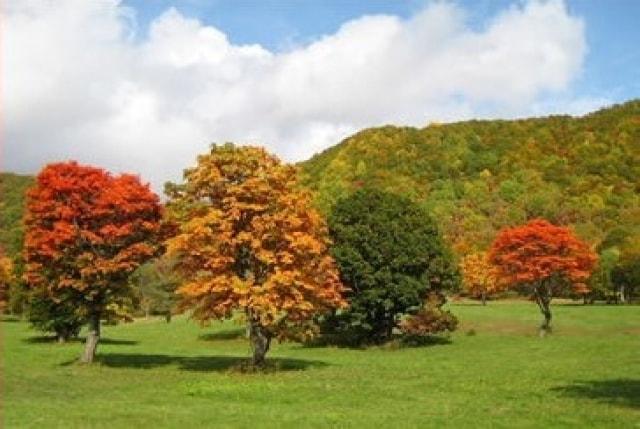 【紅葉・見ごろ】笹ヶ峰高原