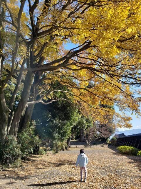 【紅葉・見ごろ】安藤家住宅