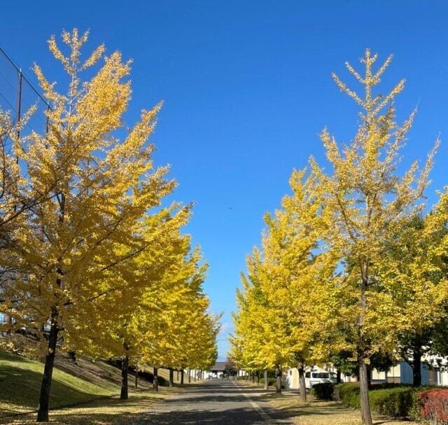 【紅葉・見ごろ】櫛形総合公園