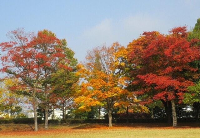 【紅葉・見ごろ】御勅使南公園