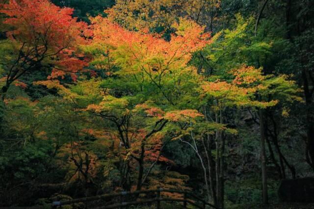 【紅葉・見ごろ】仙波渓谷