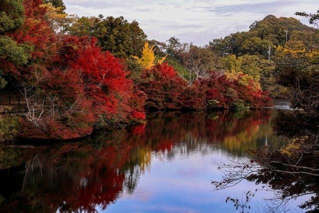 【紅葉・見ごろ】通谷池公園