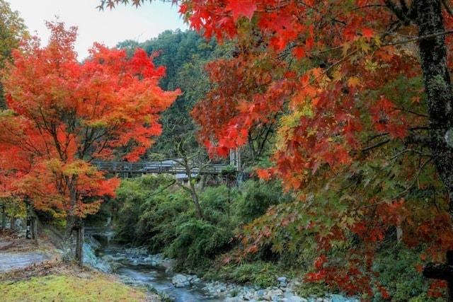 【紅葉・見ごろ】権現山休憩所