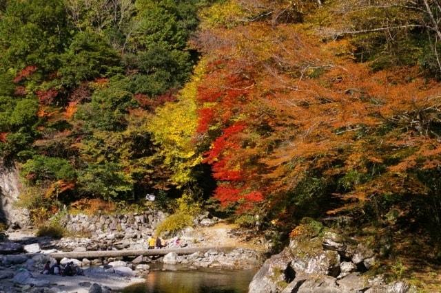 【紅葉・見ごろ】安居渓谷